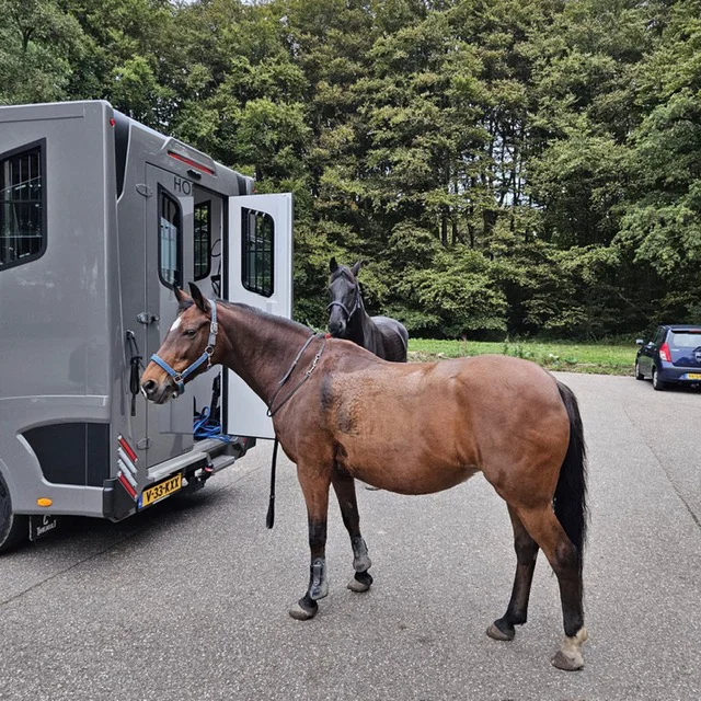 Paard tijdens bos- en trainingsrit met R&T Horse Transport